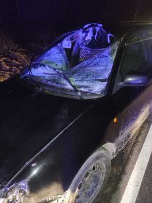 uszkodzone auto po kolizji z łosiem